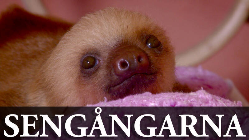 Sengangarna