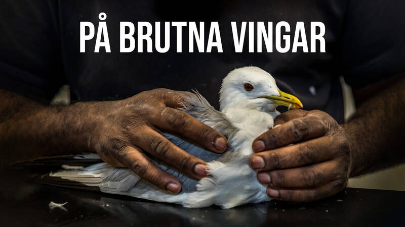 Varje år skadas tusentals fåglar i Stockholms län på grund av skräp, trafik och okunskap. Victor Persson har funnit sitt livs mening i att ge alla skadade och sjuka fåglar hjälp, oavsett art. - På brutna vingar