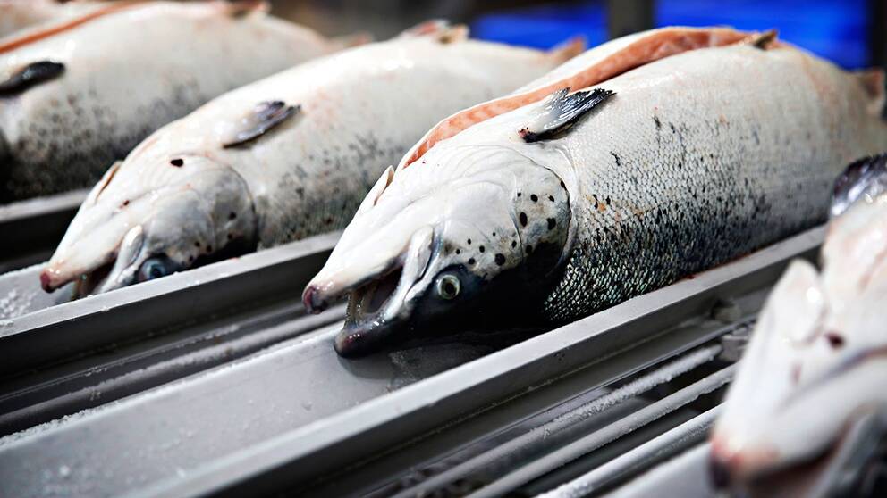 Testfakta har testat tolv olika laxprodukter. Alla innehöll ämnet etoxikin, ett ämne som kan vara hälsofarligt. I flera av fallen överskrids gränsvärdet för kött flera gånger.