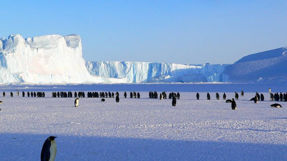 Pingviner i Antarktis