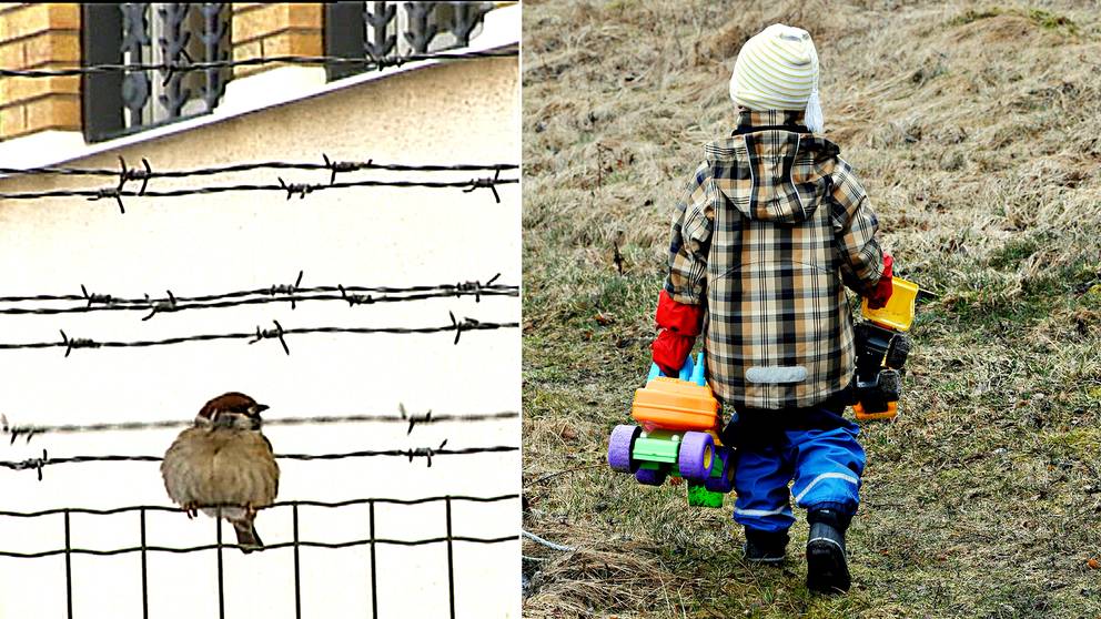 Buff Barn Med Föräldrar I Fängelse