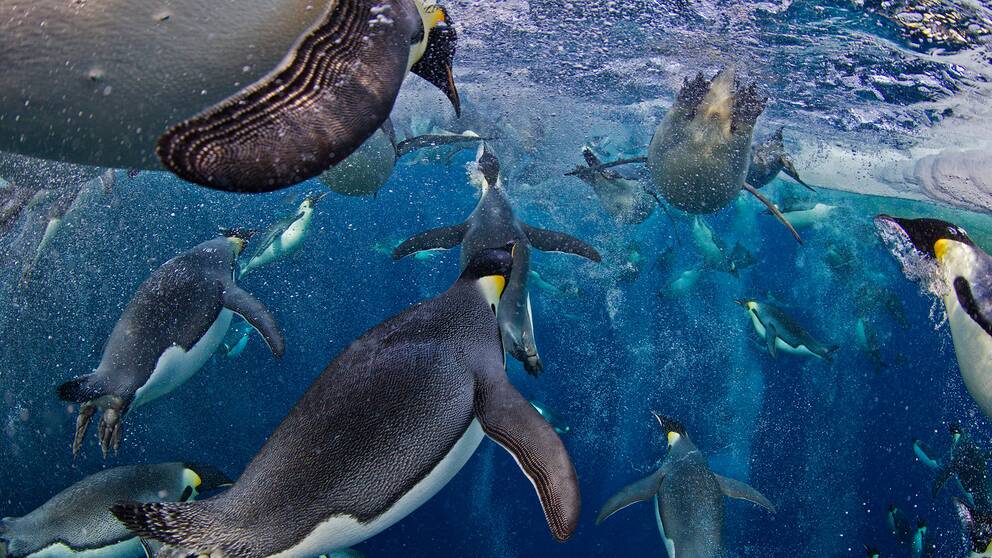 Kejsarpingviner simmar i hög hastighet.