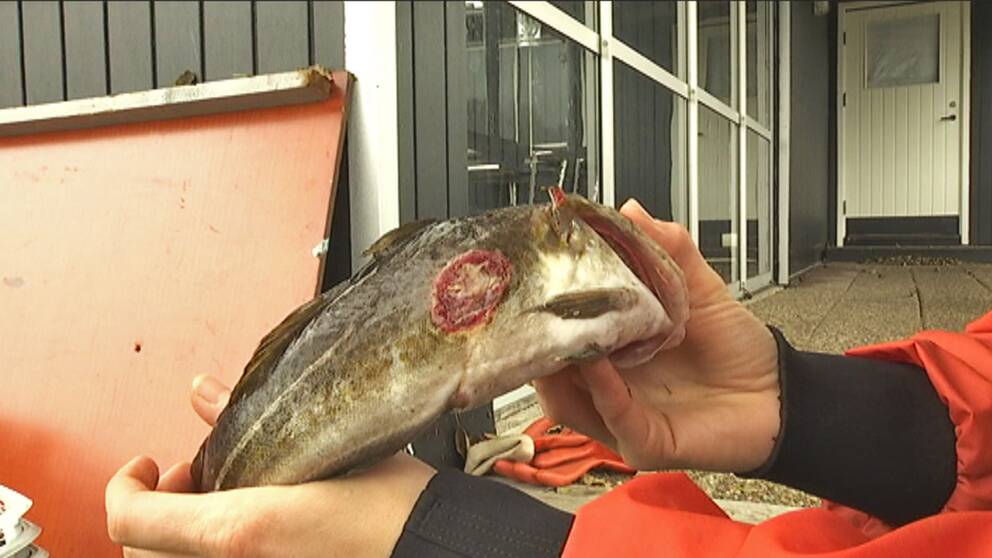 Fortsatta fynd av sårig fisk i Hanöbukten – men forskarna söker fortfarande efter förklaringen