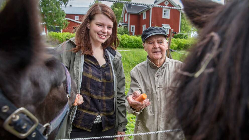 Två personer matar hästar med morötter.