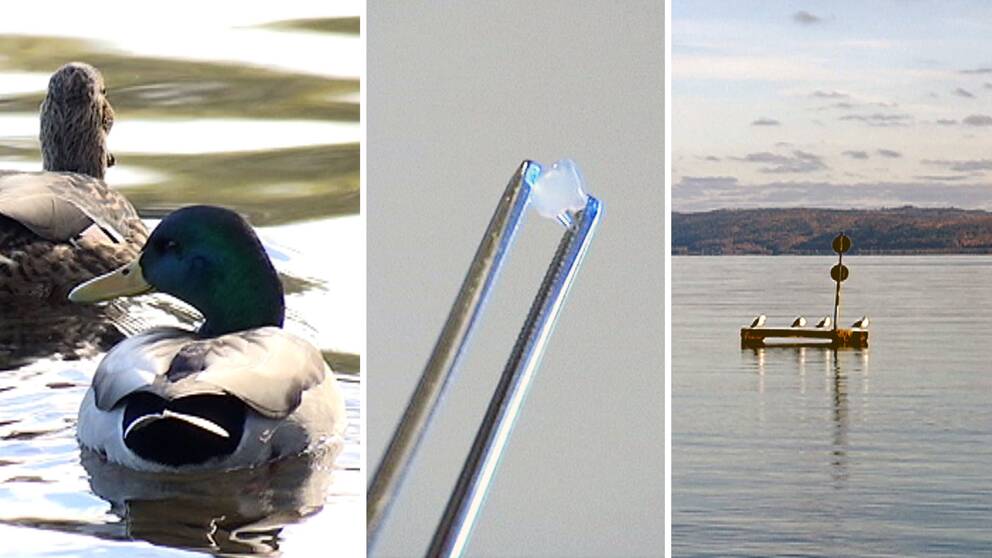 Montage av bilder på en and, mikroplast och sjövatten.