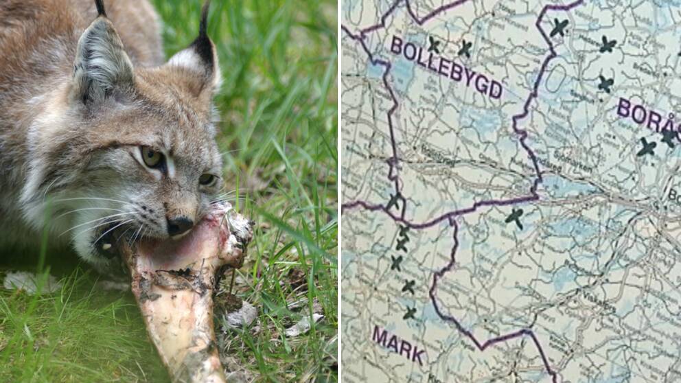 lodjur som gnager på ben samt karta över lodjursangrepp