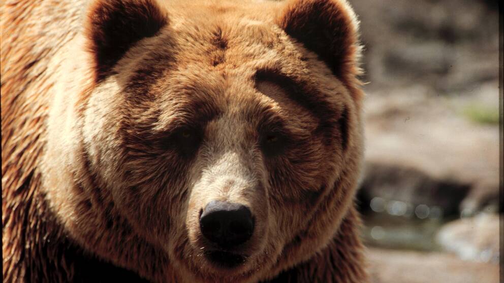 En björn som tittar in i kameran.