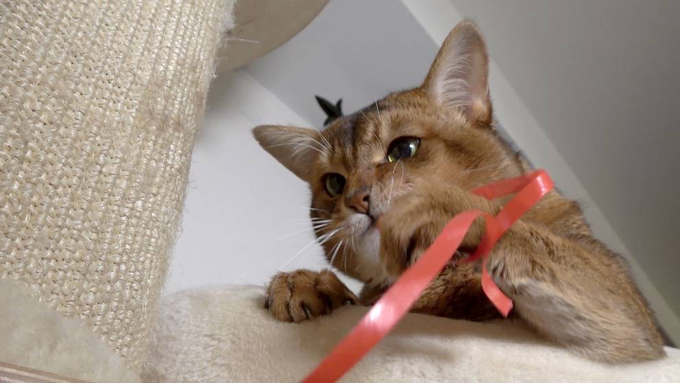 Katt äter Dåligt Sover Mycket