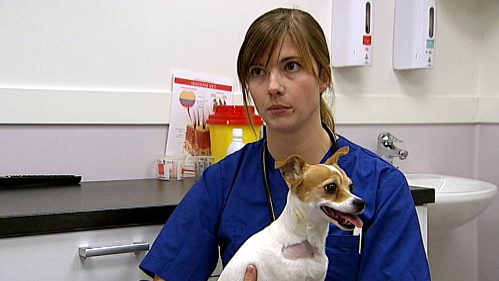 En bild på veterinär Åsa Vilson på Djursjukhuset i Östersund med en liten hund i famnen.