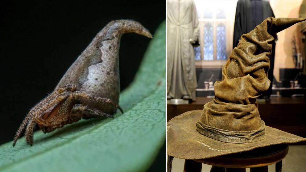 Eriovixia Gryffindori och dess magiska motsvarighet, Godric Griffindors hatt.