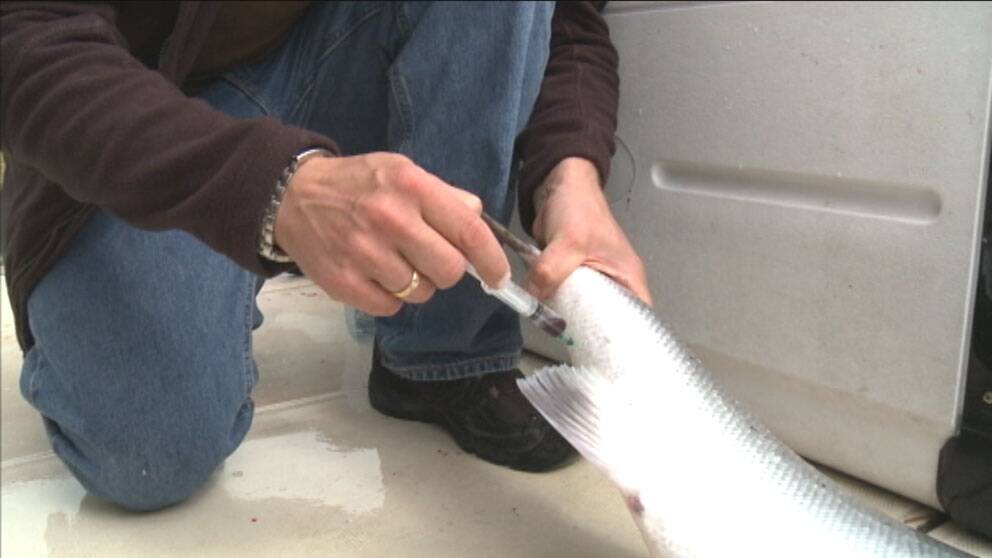 Fiskar testas efter spår av läkemedel.