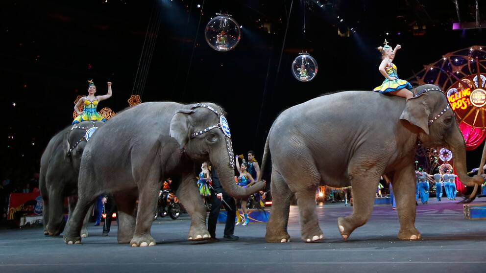 Cirkusen har tidigare uppträtt med elefanter