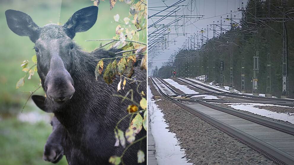 Älg och järnväg