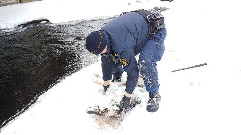 Polis drar loss vargkadaver