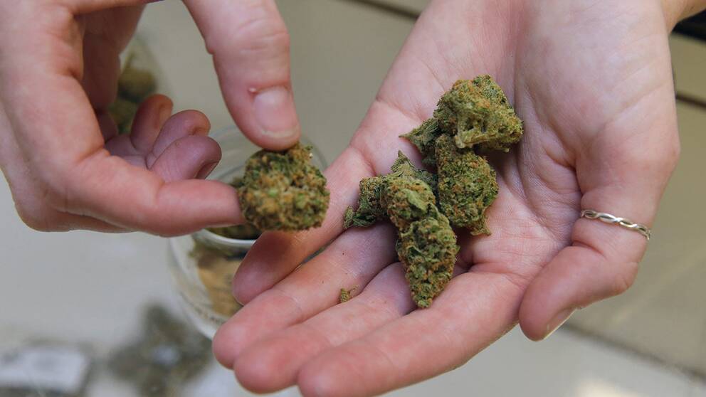 För första gången får nu svenska patienter hämta ut naturlig, obehandlad cannabis på recept. 