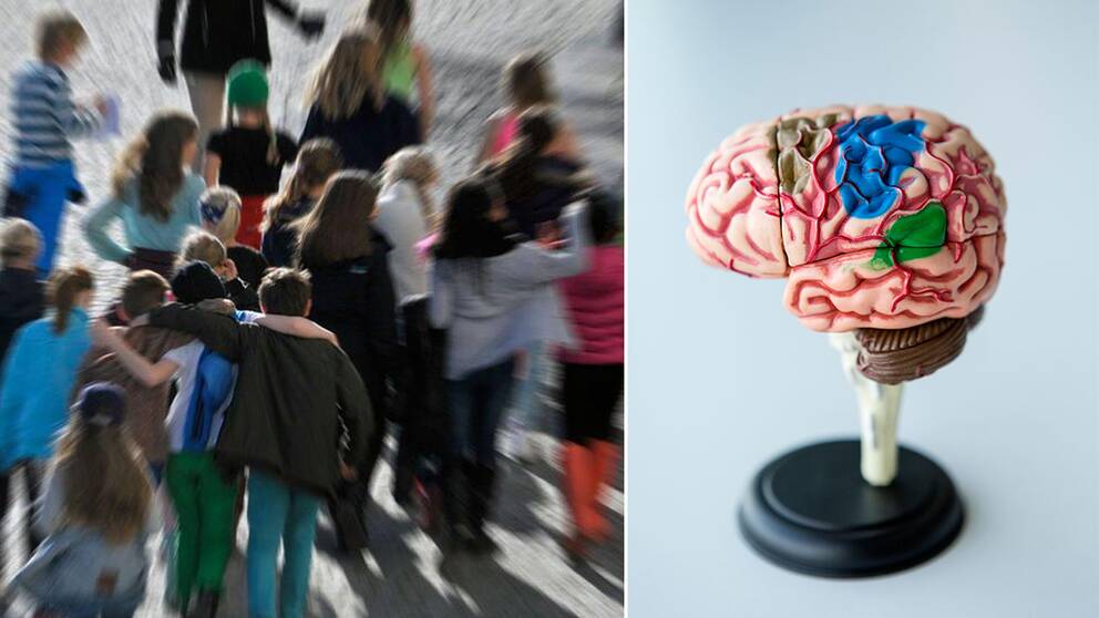 Bild på människor och en hjärna.