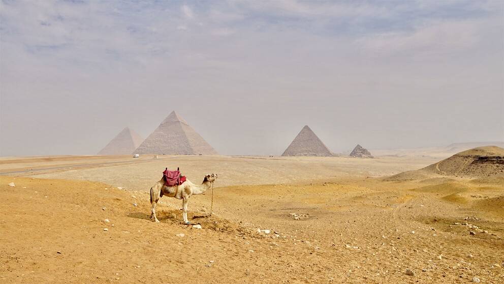 Kamel vid pyramiderna