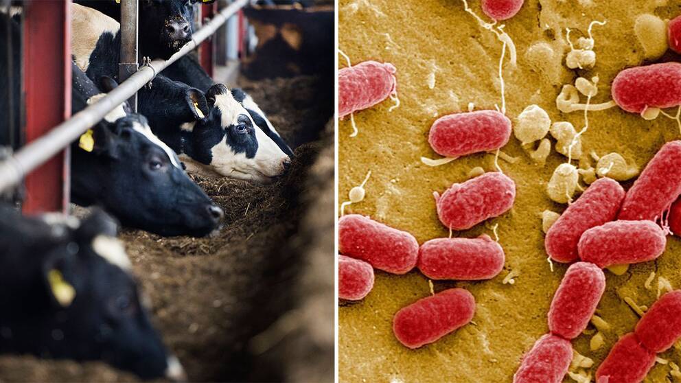 Kor och Ehec-bakterier.