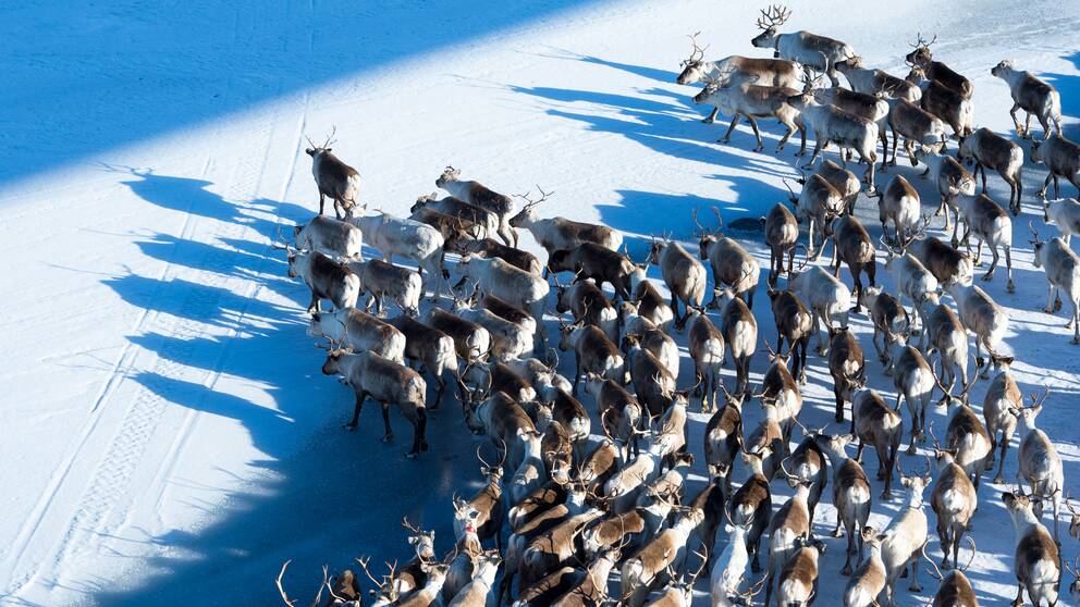 Renar som springer över en is i grupp