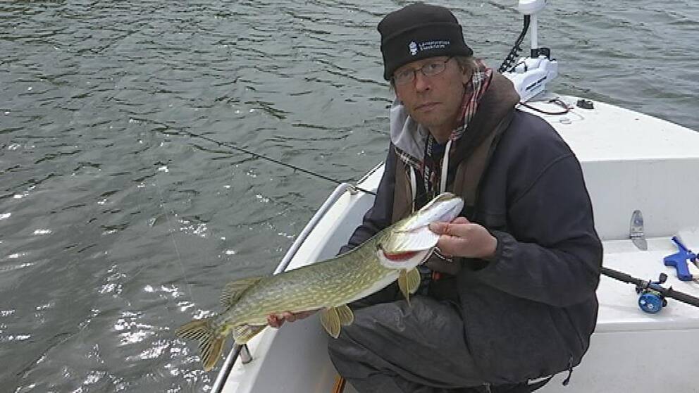 Henrik C Andersson, länsfiskekonsulent, med en nyfångad gädda som släpps tillbaka i vattnet igen efter märkning.