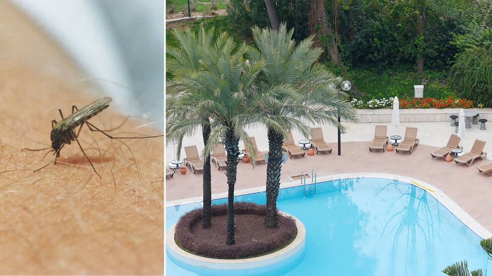 Mygga som sticker en människa. Bild på pool med palmer och solstolar.