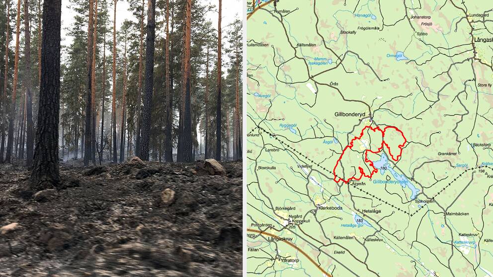 Skogsstyrelsen: ”Skadorna efter branden kan vara ännu större” | SVT Nyheter