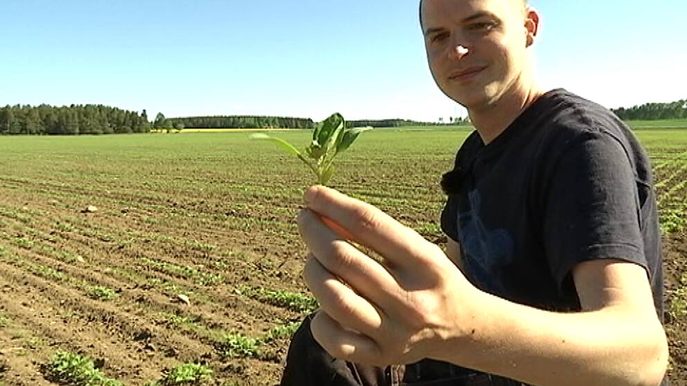 Lantbrukaren David Appelgren visar upp en quinoaplanta