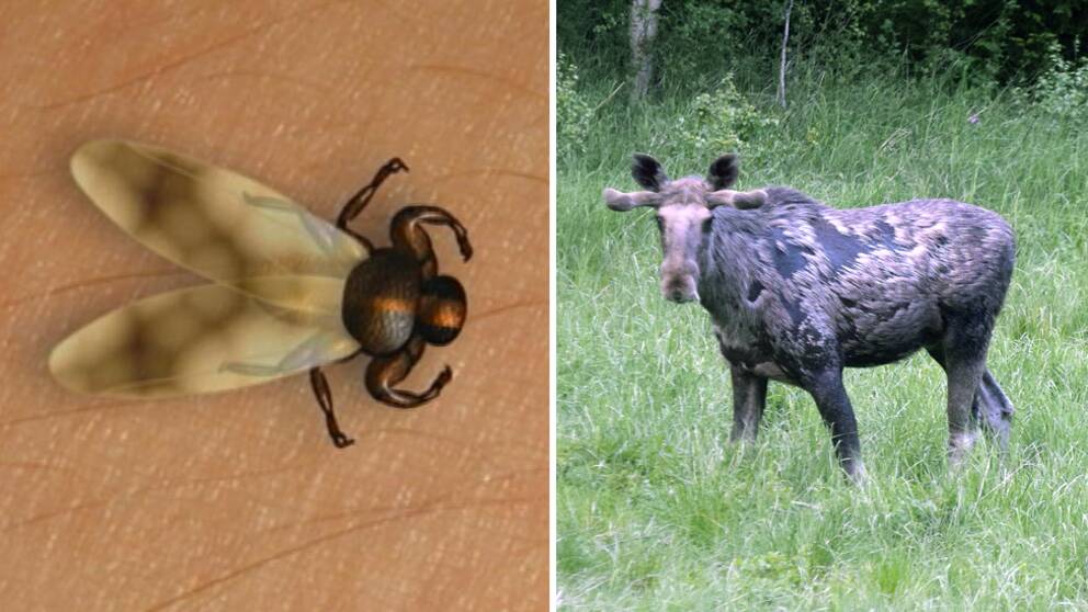Älgflugan och en parasitdrabbad älg