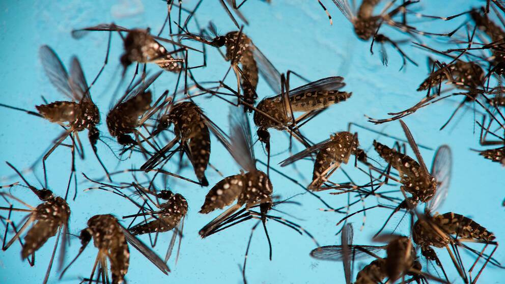 Myggor som sprider zika-viruset.