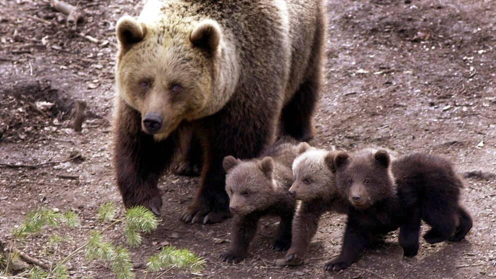 Björnmamma med sina ungar i Orsa björnpark.