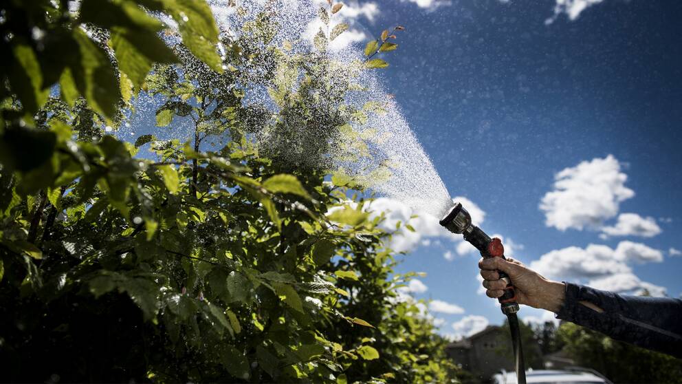 Tomtägare vattnar sin trädgård med vattenslang.