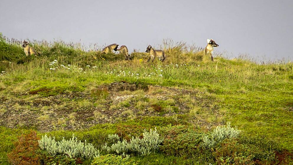 En fjällräv ute och rastar årets kull någonstans i fjällen. Det ser ut att bli ett hyfsat år för den hotade fjällrävsstammen.