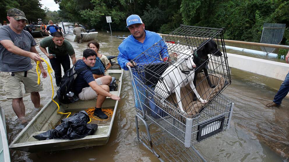Människor tar sig över en översvämmad bro. En man skjutsar två hundar i en bur i en kundvagn.