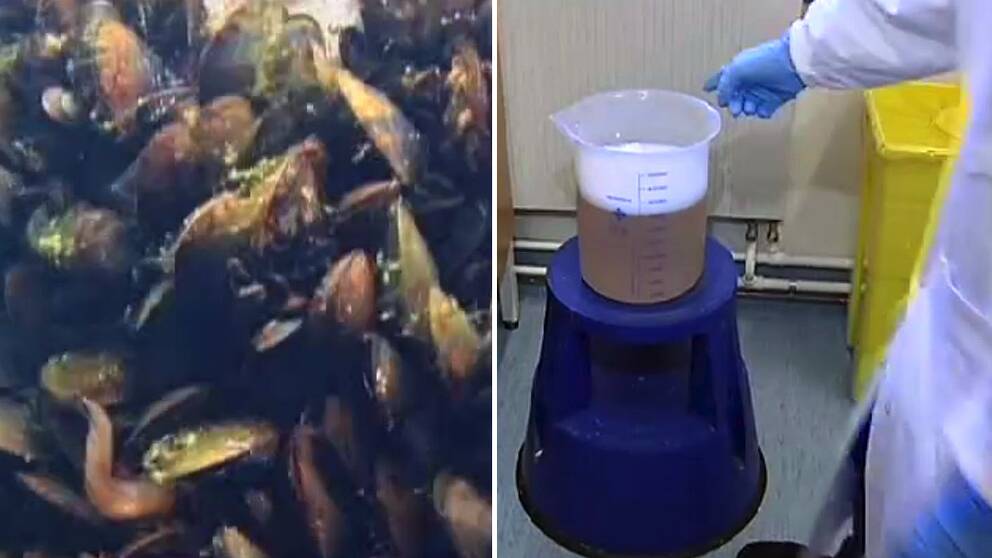 Så här blir musslor till lim.