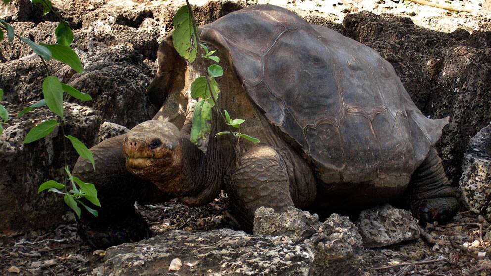 Jättesköldpadda Lonesome George på Galapagos. Foto: Scanpix