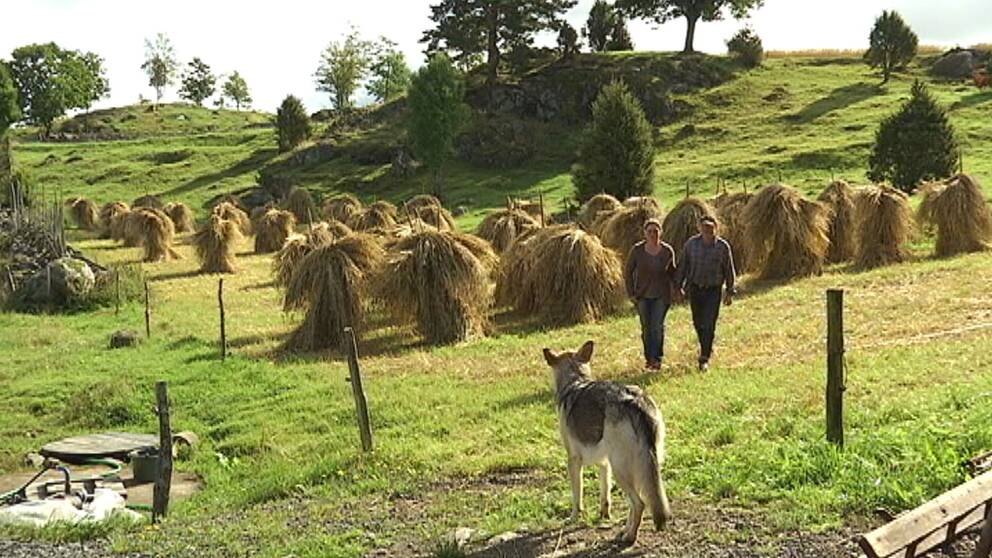 böjande fält med höstackar och ett par som kommer mot kameran, en hund längst fram