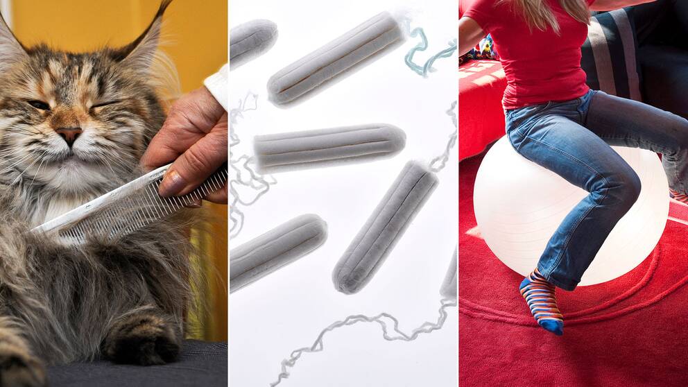 En katt som kammas, tamponger och en kvinna på en pilatesboll