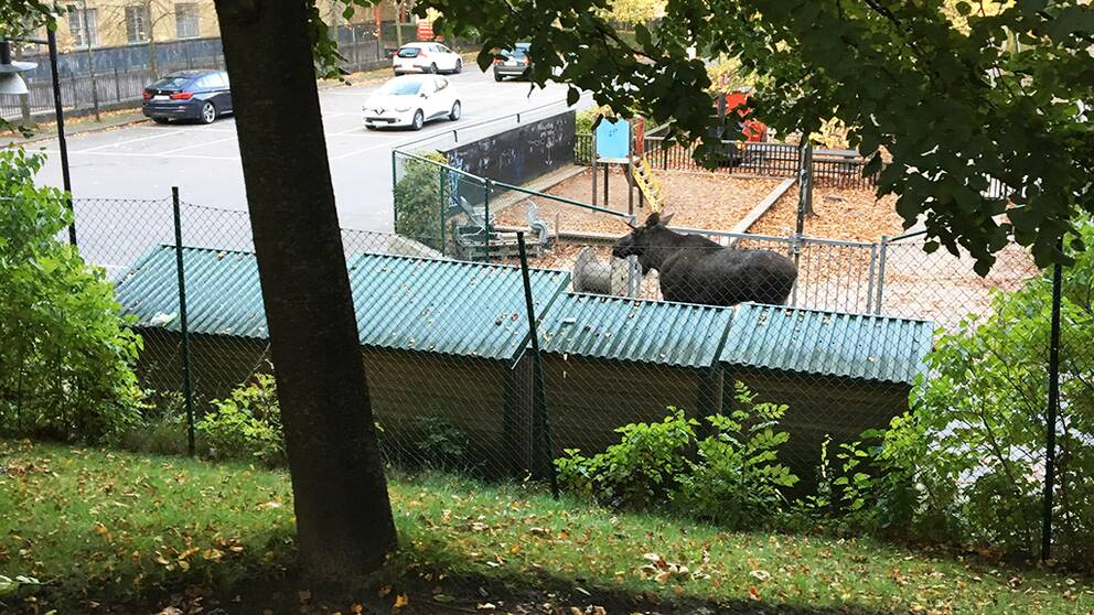 Älgkalven, som jagas av polisen, står jämte en lekplats i centrala Göteborg.
