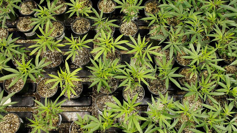 Cannabisplantor i krukor.