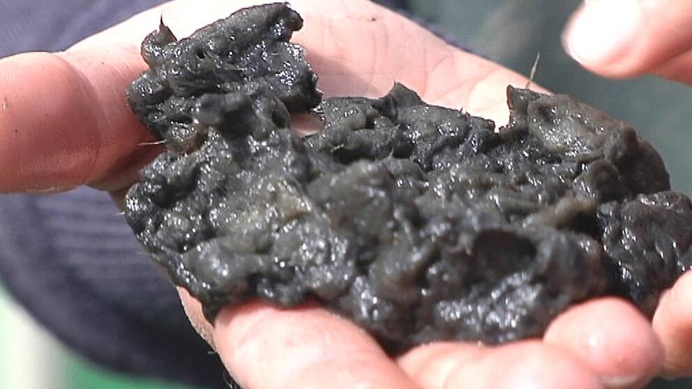 Sediment från fiberbankar på havsbotten