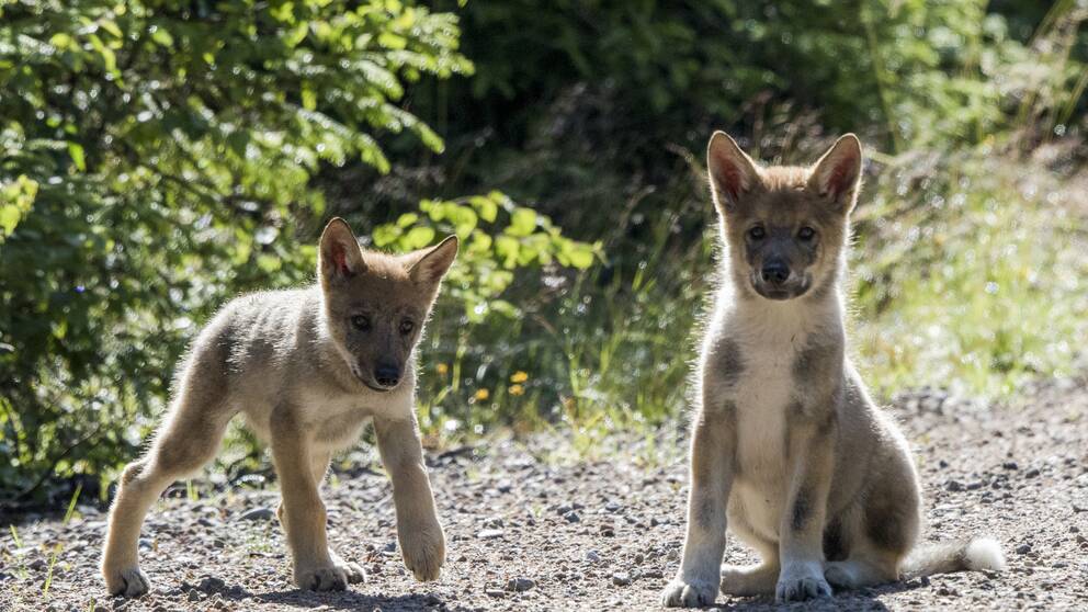Oslo 20 170 717. To av de tre ulvevalpene som ble observert i Elverum kommune 18. juli. Foto: Terje Håheim / NTB scanpix / TT / kod 20520