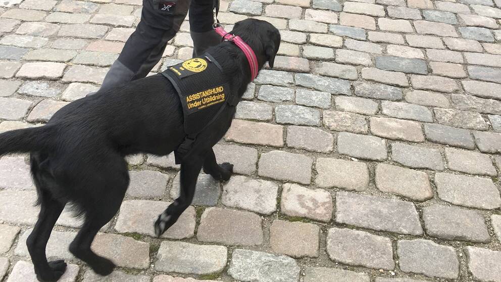 En assistanshund under utbildning som går med sin brukare på stan.