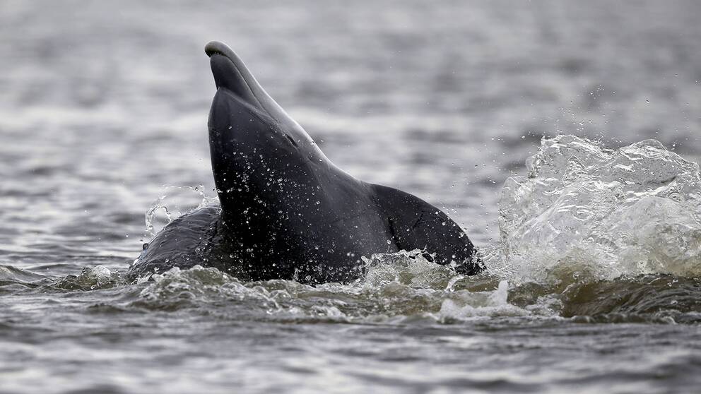En delfin