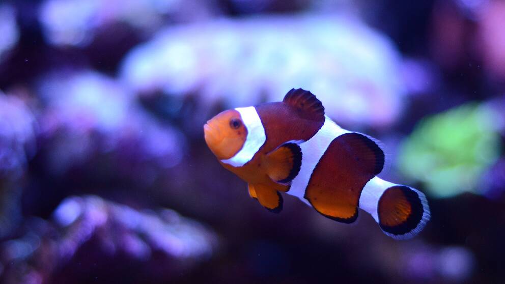Clownfiskar i akvarium.