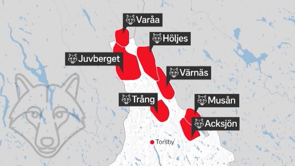 Vargar i flera revir i norra Värmland har försvunnit spårlöst
