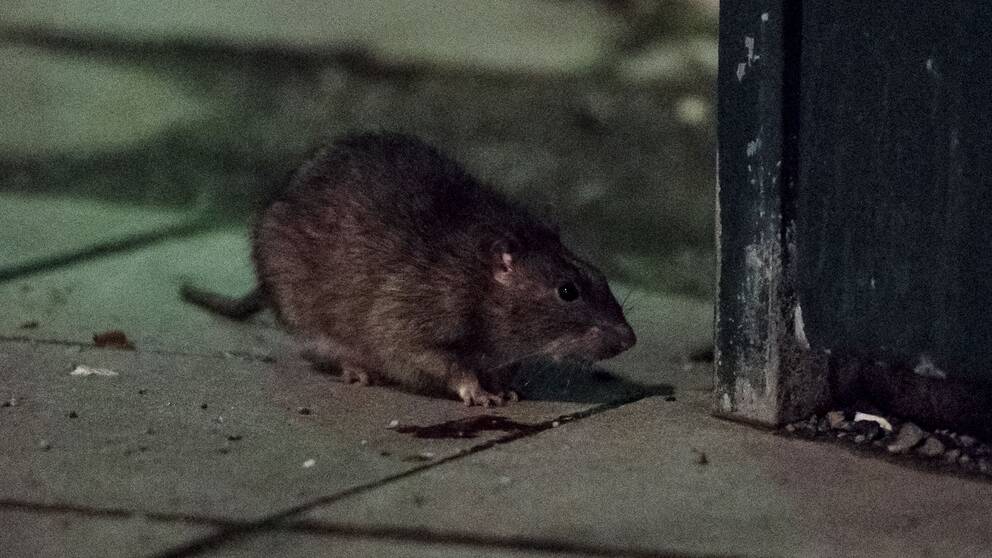 Råtta i Stockholm.