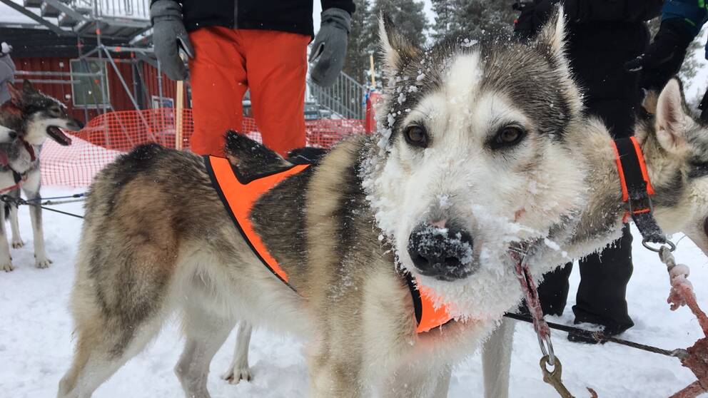 Polarhund (sibirian husky) med sele och snö på nosen.