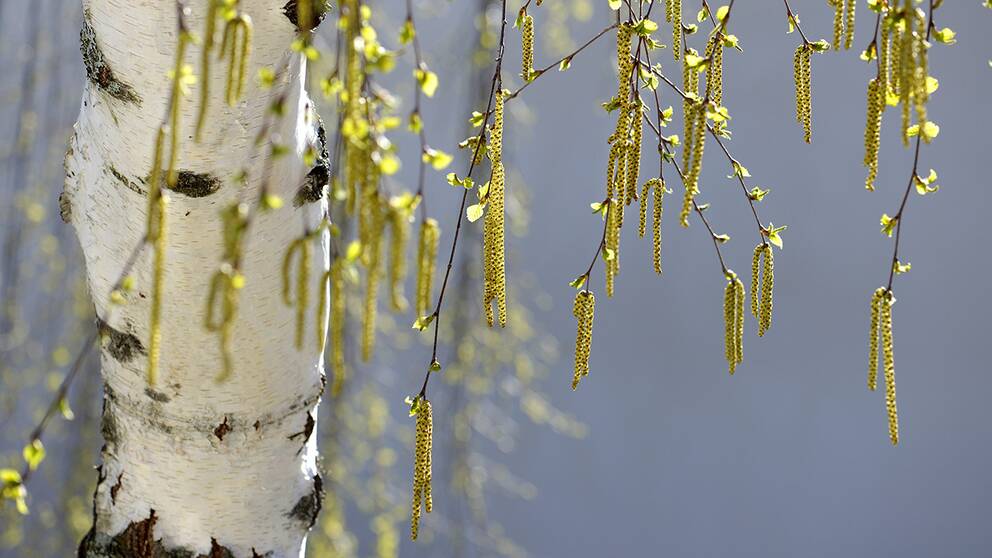 Håll kollen på pollen mycket björk väntar SVT Nyheter