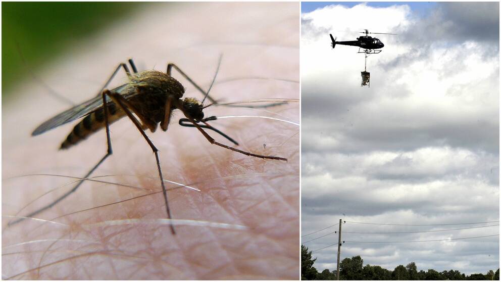 Ett kollage av en mygga och en helikopter med myggbekämpningsmedel.