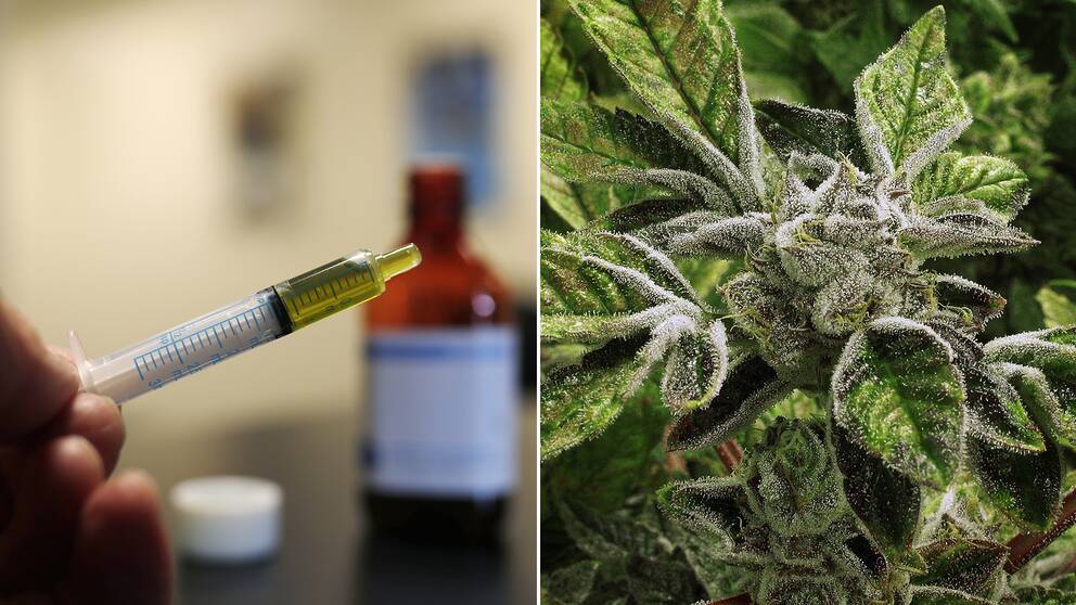 CBD-oljan är till skillnad från den rusgivande och mer kända THC, inte psykoaktivt och orsakar i sig inget rus.